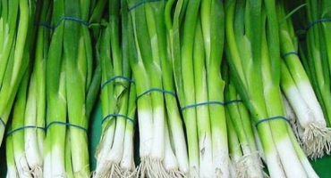 Jaké odrůdy cibulových semen jsou nejlépe zasazeny pro vynucení peří na greenech